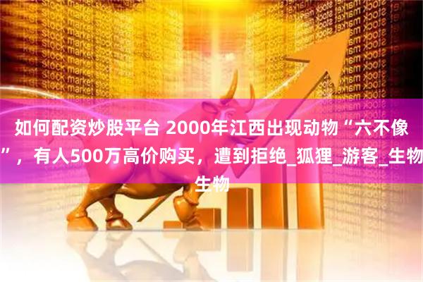 如何配资炒股平台 2000年江西出现动物“六不像”，有人500万高价购买，遭到拒绝_狐狸_游客_生物