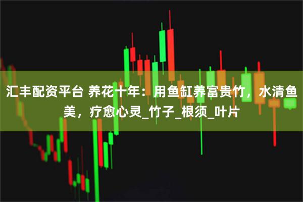 汇丰配资平台 养花十年：用鱼缸养富贵竹，水清鱼美，疗愈心灵_竹子_根须_叶片